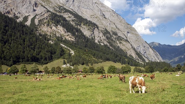 Cows grazing in front of the Almdorf Eng