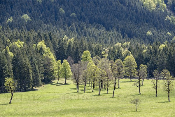 Mountain maple trees