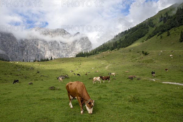 Cows on pasture