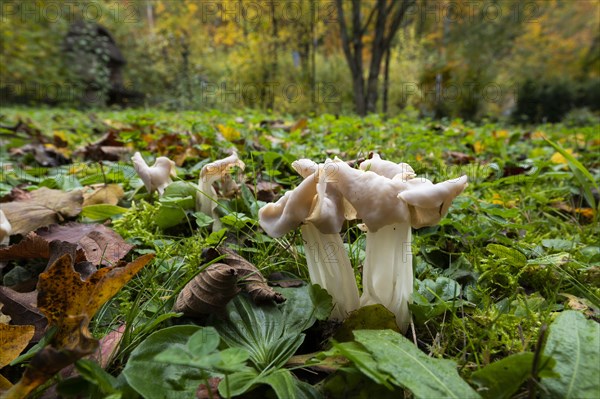 White saddle