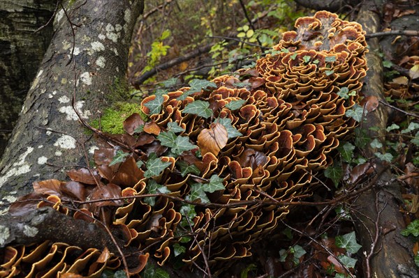 Brown velvet layer fungus