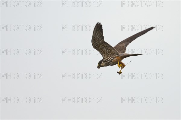 Eurasian hobby