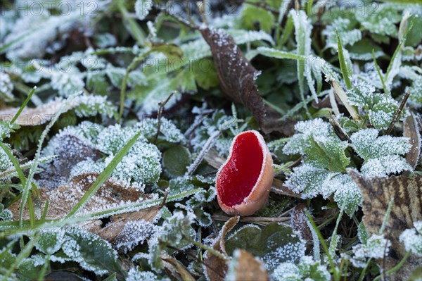 Scarlet elf cup