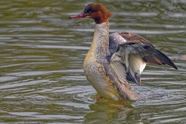 Common merganser