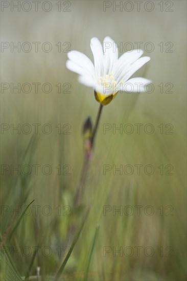 Greater stitchwort