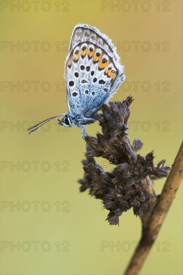 Silver-studded blue