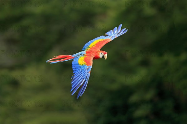 Scarlet macaw