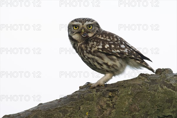 Little owl