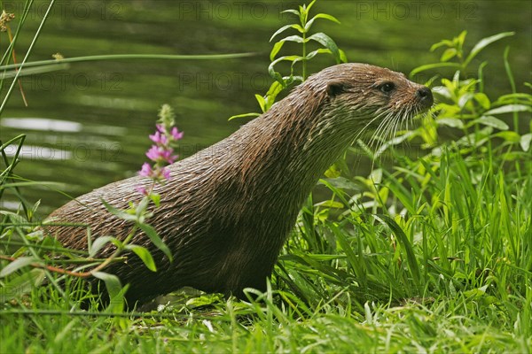 European otter