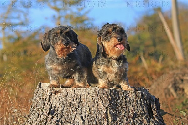 Rough-haired dachshund