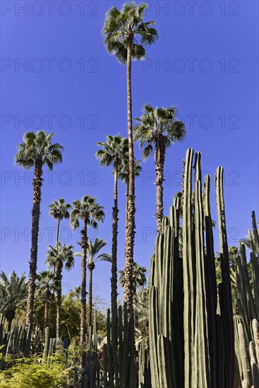 Jardin Majorelle