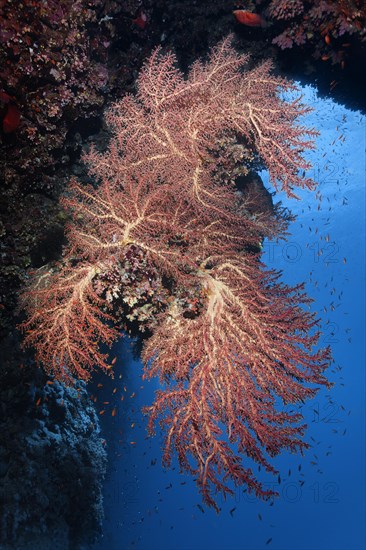 Large Godefroy's cherry blossom coral