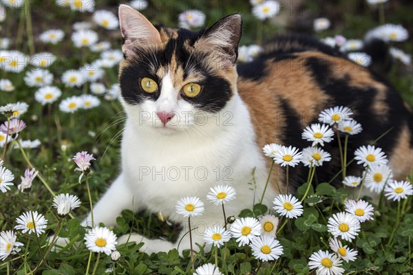 European shorthair