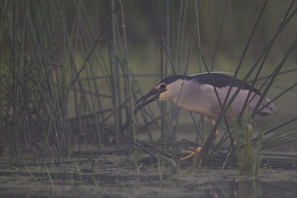 Black crowned night heron