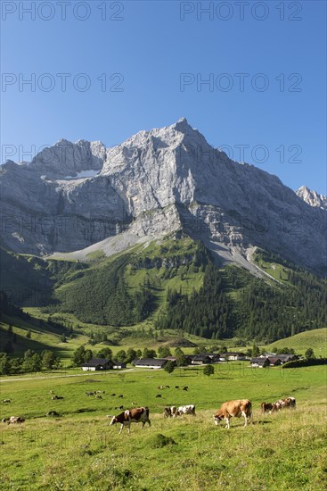 Cows on the pasture