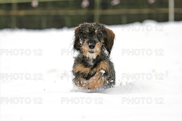 Rough-haired dachshund