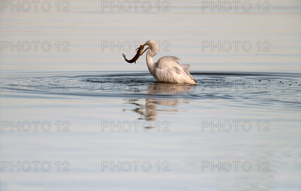 Great White Egret