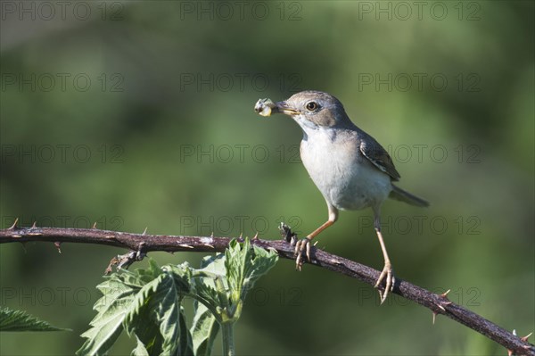 Common whitethroat