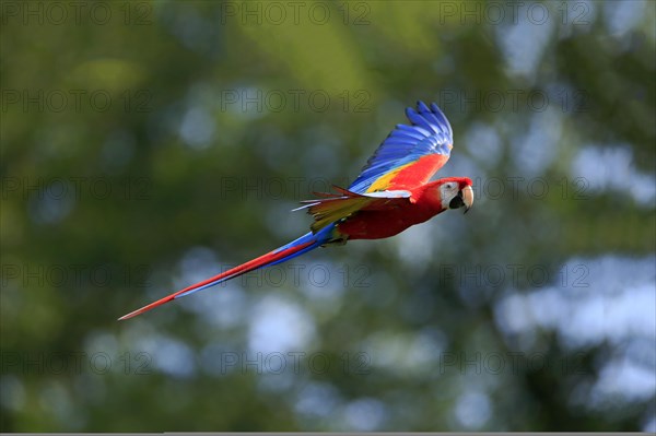 Scarlet macaw