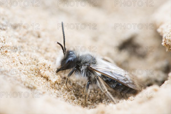 Ashy mining bee