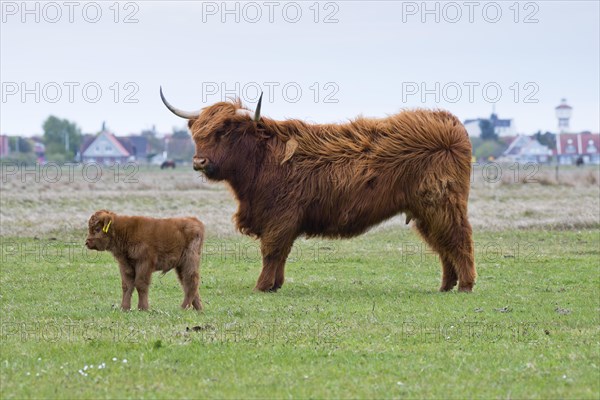 Scottish Highland domestic cattle