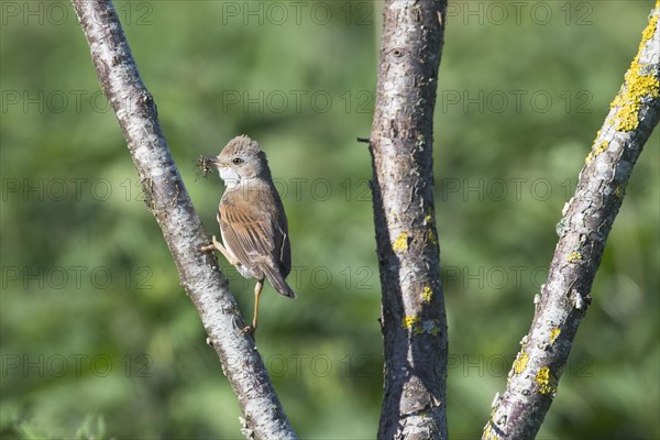 Common whitethroat