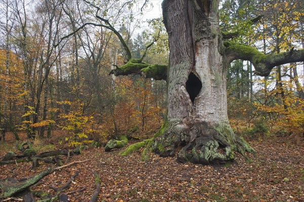 Old hute oak