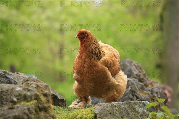 Brahma chicken