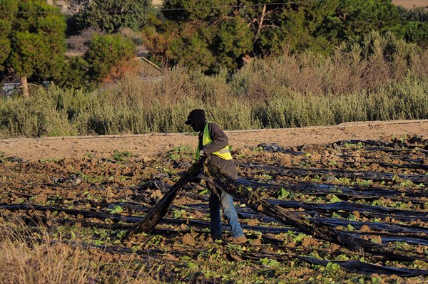 Farm worker removes black plastic film from lettuce field after harvest