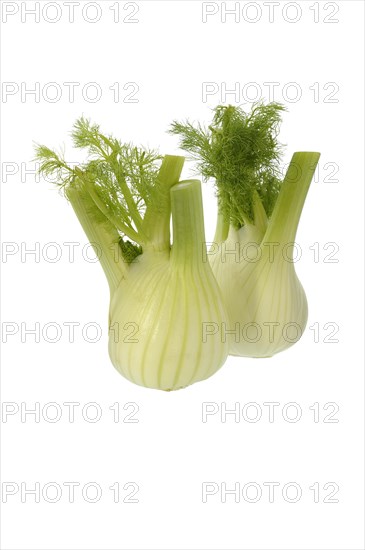 Fennel bulbs