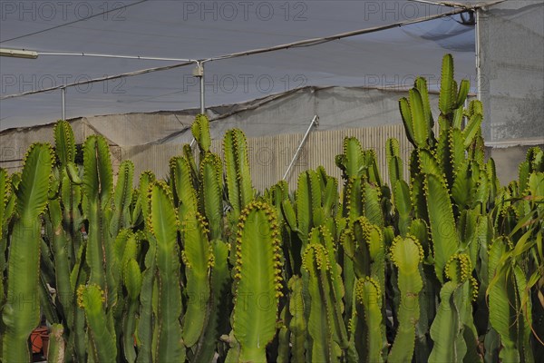 Greenhouse with several candelabra tree