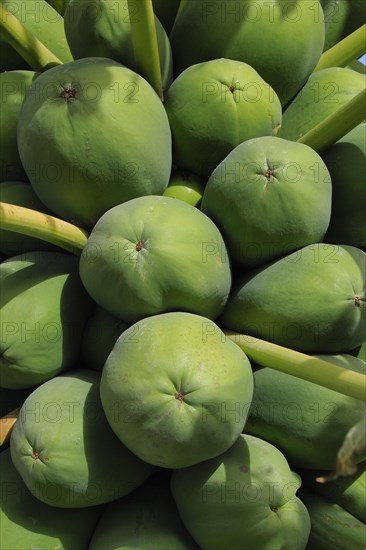 Green papaya on tree