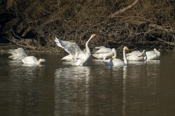 Whooper swans