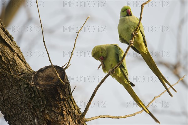 Rose ringed Parakeets Photo12 imageBROKER Erhard Nerger