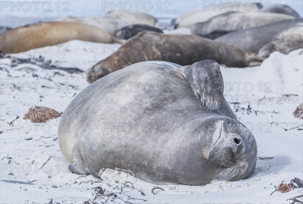 Southern Elephant Seal