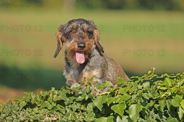 Rough-haired dachshund