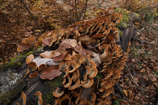 Leaf fungus