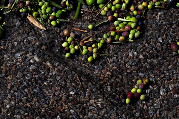 Olive harvest