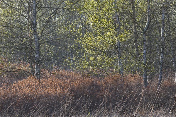 Warty birch