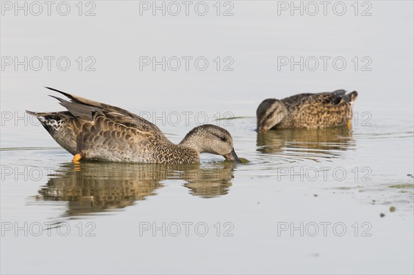 Gadwalls