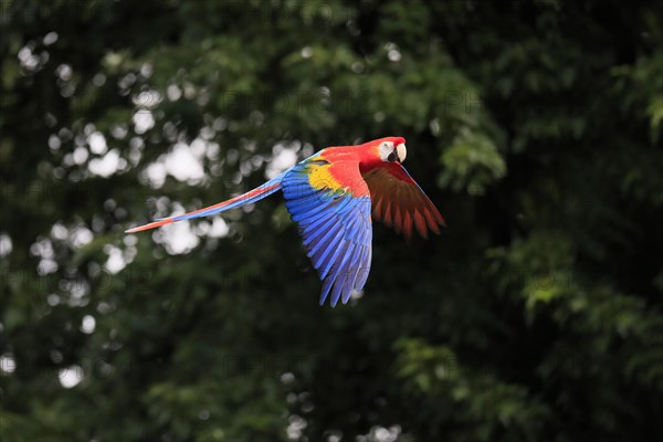 Scarlet macaw