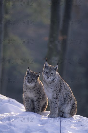 Eurasian lynx