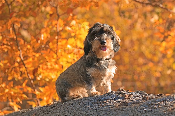 Rough-haired dachshund