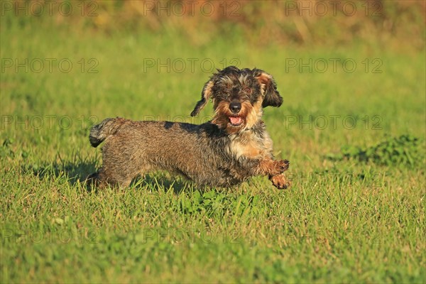 Rough-haired dachshund