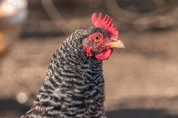 Portrait of a grey hen in a chicken coop. France