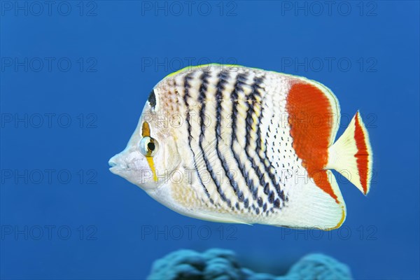 Eritrean butterflyfish