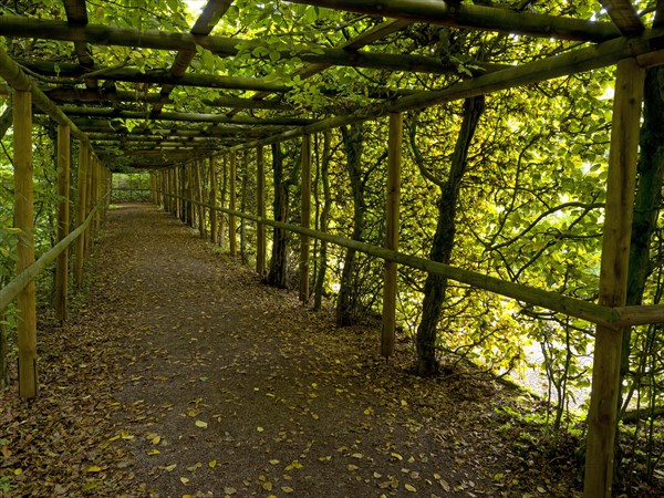 Pergola overgrown with hornbeams