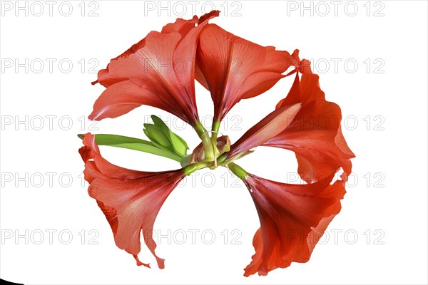 Amaryllis flowers on a white background