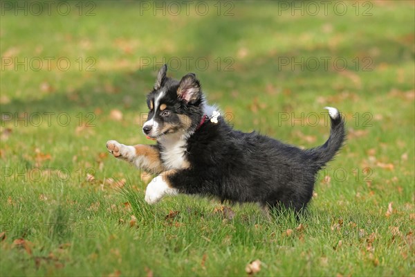 Australian Shepherd