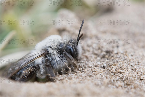 Grey sand bee